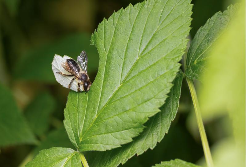 Megachile genalis holt sich Blattstück von Rubus. 