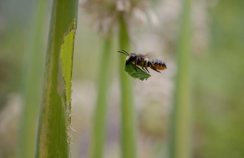 Blattschneiderbiene transportiert Blattstück zu Allium-Stängel, um dort das Nest auszukleiden. 