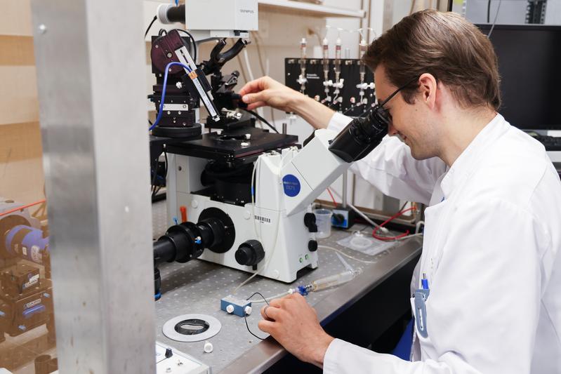 Die Forschenden nutzen ein speziell entwickeltes Virus, das gezielt Gene in Herzmuskelzellen einschleust. Diese sollen die gestörte elektrische Aktivität auf zellulärer Ebene korrigieren. 