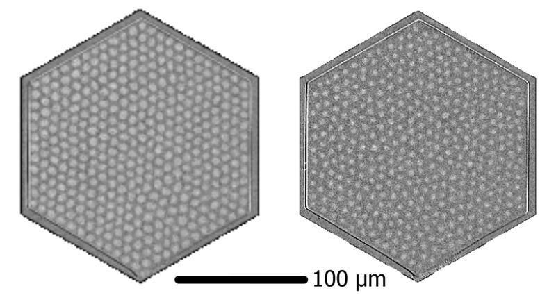 Snapshots of the skyrmion lattice during the melting: an ordered skyrmion lattice on the left while the lattice structure has vanished on the right.