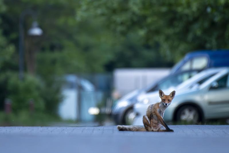 Berliner Stadtfuchs