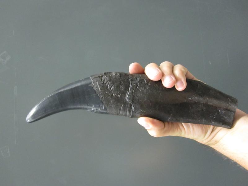 Tooth of a Tyrannosaurus rex that was excavated in Alberta, Canada