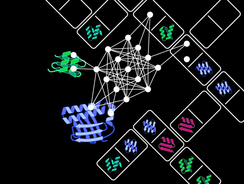 Der Protein Domain Insertion Optimizer, kurz ProDomino, kann vorhersagen, welche Proteindomänen – ähnlich wie Dominosteine – passend zusammenfügt werden müssen, damit ein Fusionsprotein mit neuen Eigenschaften entsteht.