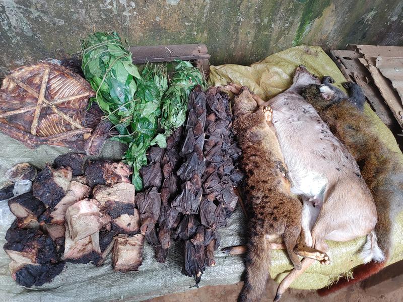 Wildtierfleisch ist in der Provinz Uíge weit verbreitet und ein wichtiger Bestandteil der lokalen Ernährung. Mehr als 60 Prozent der Bevölkerung konsumieren, mindestens einmal pro Woche Wildtierfleisch. 