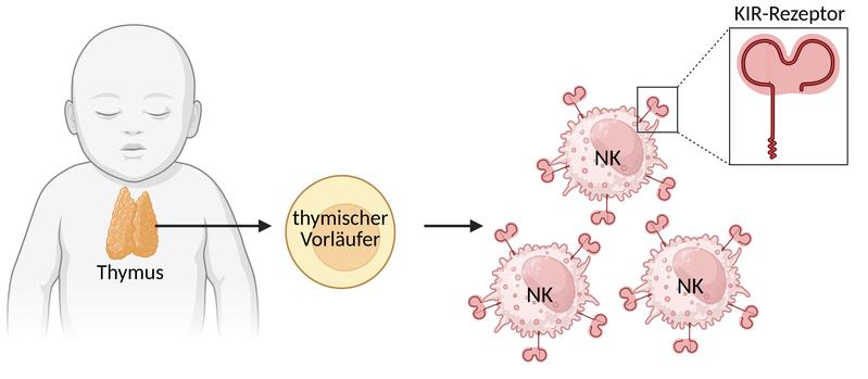 Den Düsseldorfer Forschenden gelang es, aus den im Thymus identifizierten NK-Vorläuferzellen KIR+ NK-Zellen zu entwickeln. Diese können perspektivisch eine Rolle in der Immuntherapie, zum Beispiel bei Krebserkrankungen, spielen.