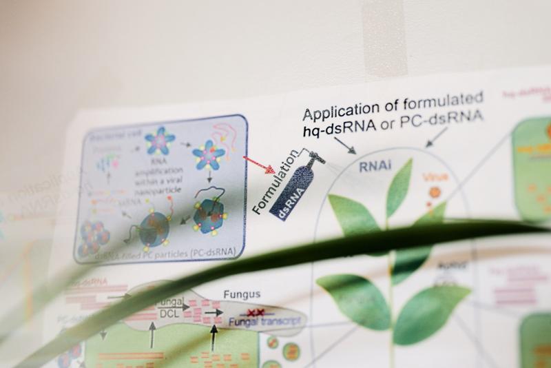 Das europäische Forschungsprojekt „BioProtect“ arbeitet an der Entwicklung eines neuartigen biologischen Pflanzenschutzes. 