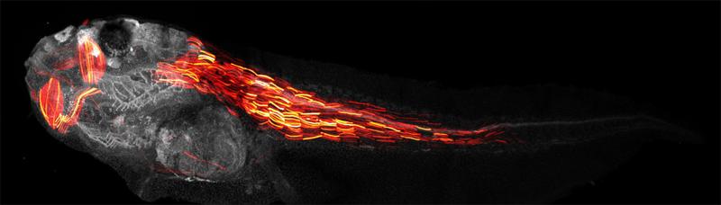 Fluoreszenz-markiertes neuronales Molekül, abgebildet in einer lebenden Kaulquappe, wobei die Farben die Abbildungstiefe darstellen. Gehirn und Spinalnerven erscheinen oben in Türkis bis Violett.