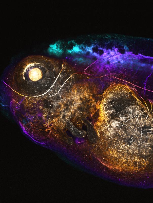 3D-Visualisierung der Herstellung eines rot fluoreszierenden Proteins in einer Kaulquappe. Das für dessen Herstellung zuständige Gen wird spezifisch in Muskelzellen aktiviert.