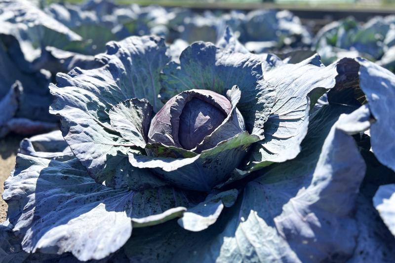 Hohe Lichtintensitäten beeinflussen die Expression von „Specifier“-Proteinen und fördern so die Bildung gesundheitsfördernder Isothiocyanate in Rotkohl.
