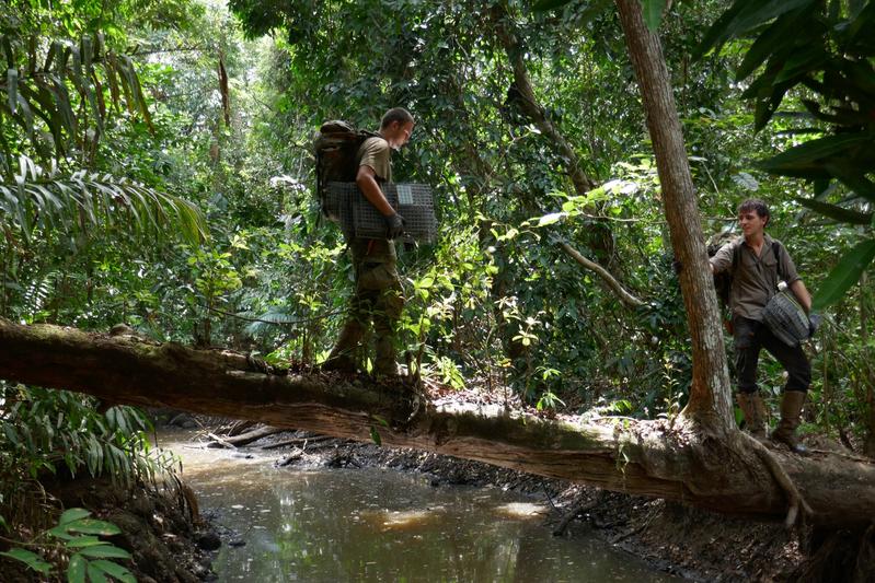 Bei der Feldarbeit in Panama stellten die Forschenden an jedem der 23 Standorte 300 Lebendfallen auf 