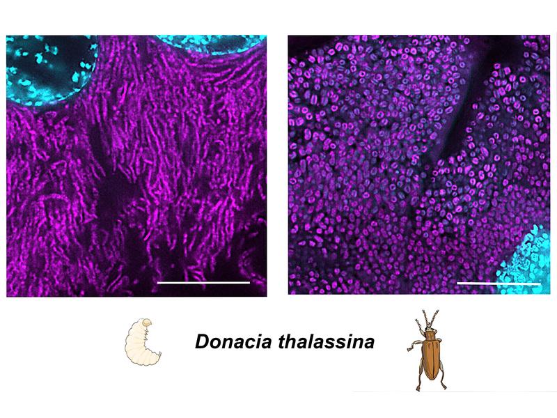 Fluoreszenz-in-situ-Hybridisierung (FISH) zeigt, dass Symbiose-Bakterien von Schilfkäfern in Larven (eher länglich) eine andere Zellform aufweisen als in erwachsenen Käfern.