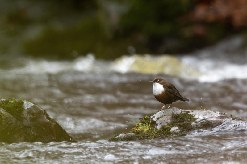 Am rauschenden Fluss blinzeln Wasseramseln häufiger mit ihren weißen Augenlidern anstatt lauter zu singen. Dies ist ein eindrückliches Beispiel, dass Tiere mehrere Sinne zur Kommunikation nutzen und je nach Situation zwischen ihnen wechseln. 
