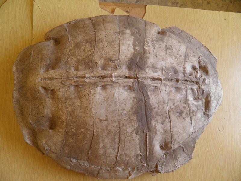 Syriemys lelunensis: Der Gattungsname vereint die griechischen Wörter Συρία (Suría) und ἐμύς (emús), also „Syrien“ und „Schildkröte“. 