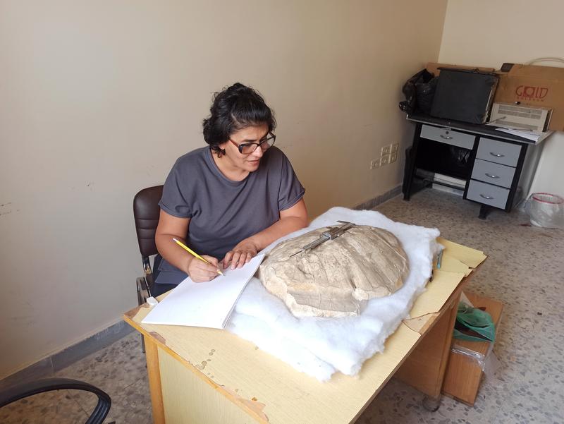Wafa Adel Alhalabi bei der Untersuchung der neuen Schildkrötenart.
