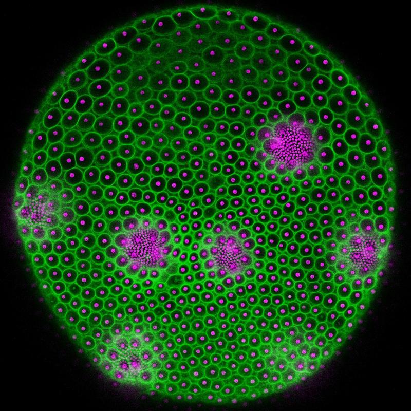 Volvox-Elternsphäroid: An der gesamten Oberfläche sind einzelne Zellen als magentafarbene Punkte zu sehen, in wenigen größeren Gruppen mit sehr kleinen Punkten erscheinen heranwachsende Tochtersphäroide. Die grünen Bereiche zeigen die ECM-Kompartimen