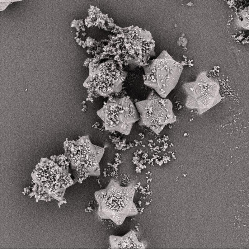 •	Pharmacone under the scanning electron microscope: The image shows Pharmacone carrier particles after mixing with the model drug.