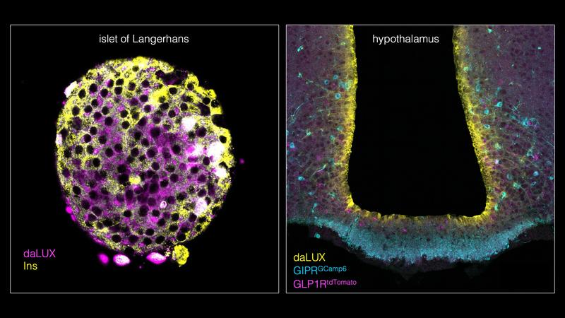 daLUXendins can be visualized using fluorescence microscopy to pinpoint GLP1R and GIPR binding and activation.