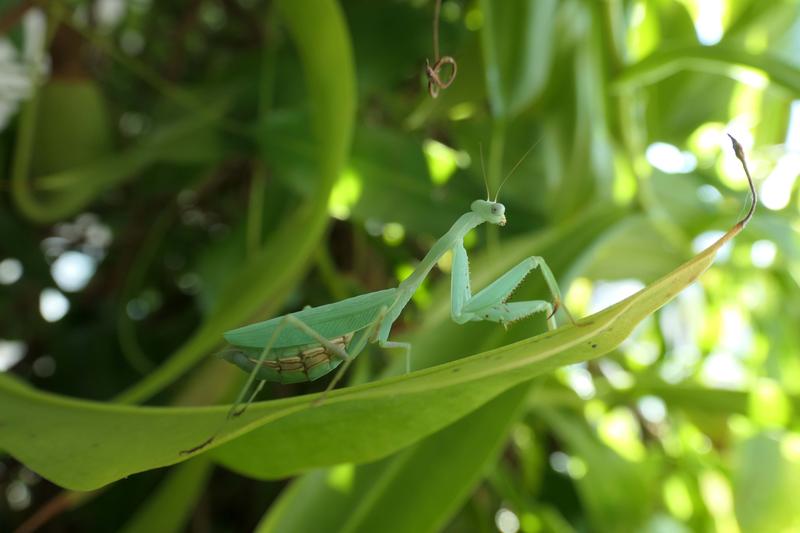 Die Spezies „Miomantis caffra“ ist ursprünglich in Südafrika beheimatet, kommt inzwischen jedoch auch in Neuseeland, Australien, den USA und sogar Portugal vor. Sie ist eine von etwa 2400 Arten in der Ordnung der Gottesanbeterinnen.