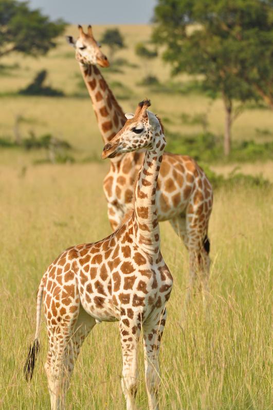 Jungtier und Mutter einer Nord-Giraffe, fotografiert im Murchison Falls National Park. 
