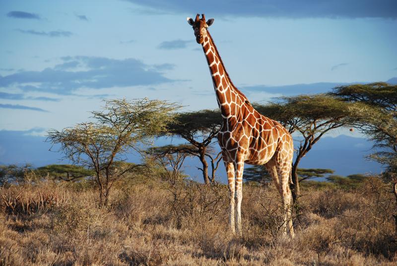 Eine Netz-Giraffe im Samburu National Park, Kenia. 