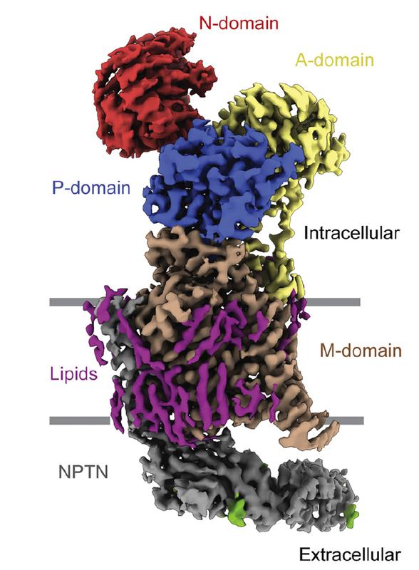 Kryo-EM-Struktur von PMCA gebunden an Neuroplastin (NPTN).