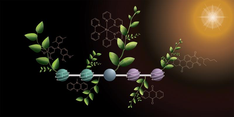 Wie bei der natürlichen Fotosynthese speichert das neue Molekül zwischenzeitlich zwei positive und zwei negative Ladungen.