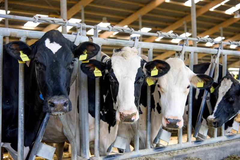 Susi, Daisy oder Tina? Wer ist wer? Eine sichere Identifikation der einzelnen Tiere ist für eine gezielte Diagnostik und Behandlung im Krankheitsfall essenziell.