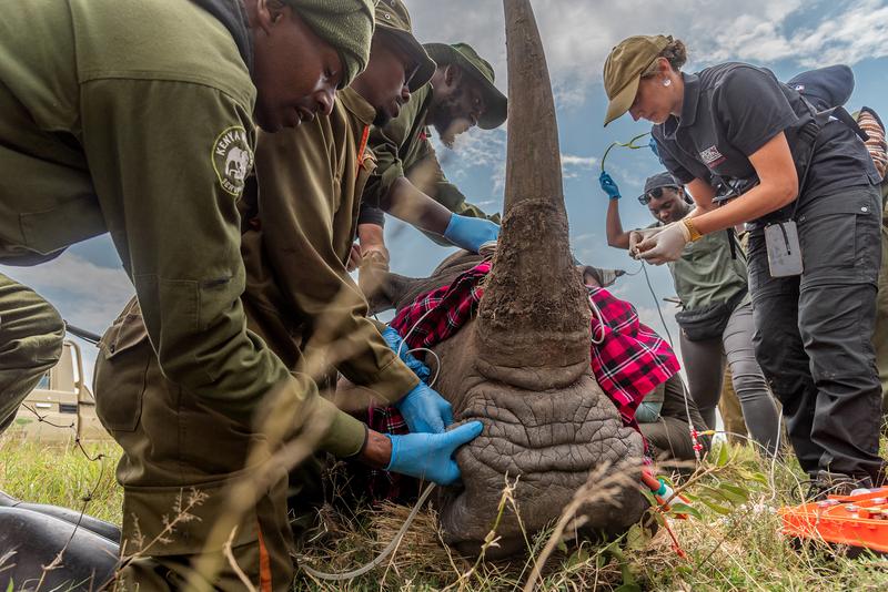 Embryotransfer in Südliches Breitmaulnashorn