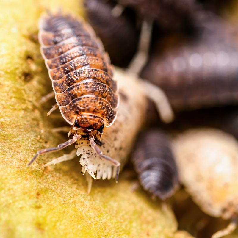 Die gewöhnliche Kellerassel Porcellio scaber.