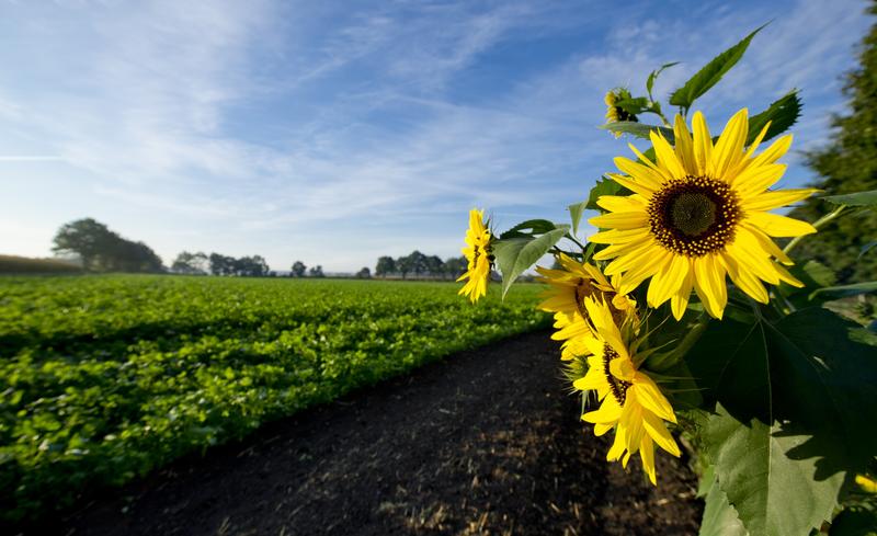 Auch für die Landwirtschaft im Oldenburger Münsterland läuft die Forschung für nachhaltige Entwicklungen