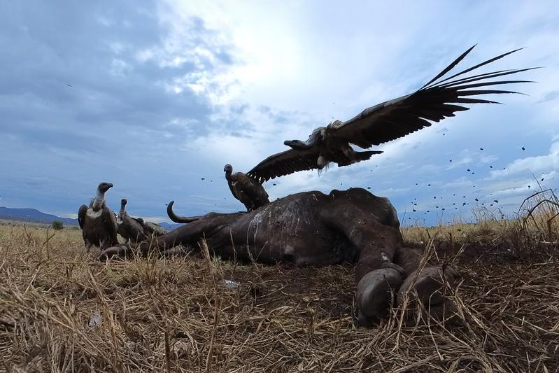 Vultures at carcass