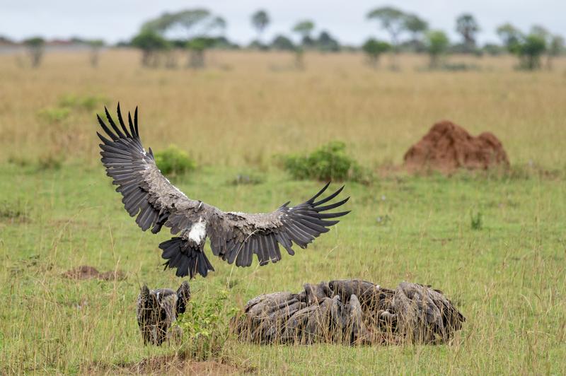 Vultures at carcass