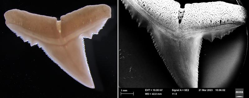 Haizähne, links ein lichtmikroskopisches Bild, rechts eine Aufnahme mit einem Rasterelektronenmikroskop. 