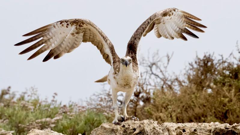 Der Fischadler (Pandion haliaetus) ist fast weltweit verbreitet.