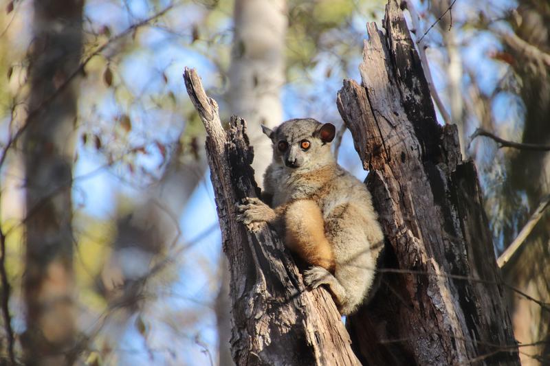 Ein nachtaktiver Rotschwanz-Wieselmaki (Lepilemur ruficaudatus) beobachtet das geschäftige Treiben des Tages.