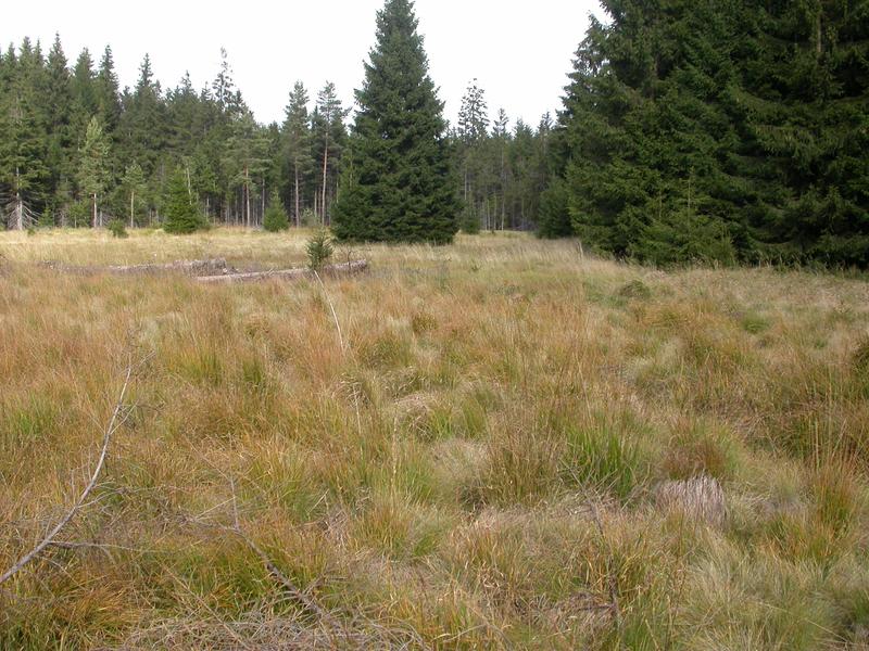 Beispiel für einen Lebensraum von MISO-Bakterien – Feuchtgebiet (Foto eines Torfmoors in Deutschland)