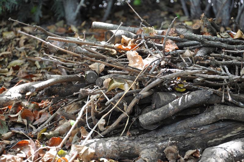 A recent bioinformatics-based study conducted by Goethe University Frankfurt has investigated which organisms possess the enzymatic tools necessary for degrading cellulose in dead wood and leaves.