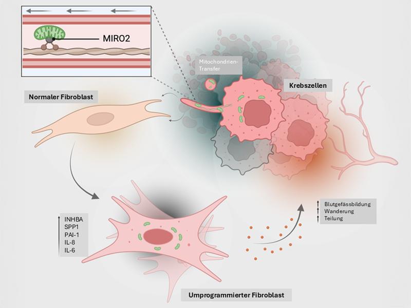 So übertragen Krebszellen ihre Mitochondrien (grün) auf Bindegewebszellen (Fibroblasten).