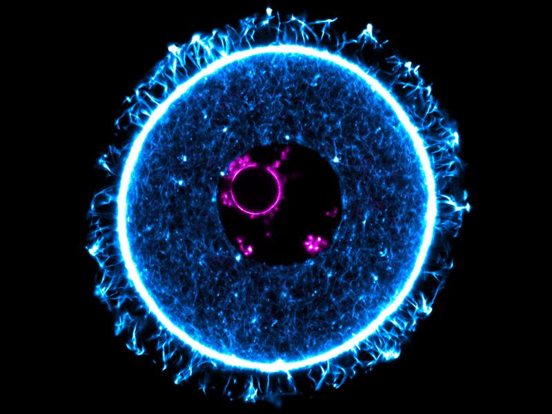 Fluoreszenzmikroskopische Aufnahme der Eizelle einer Maus.