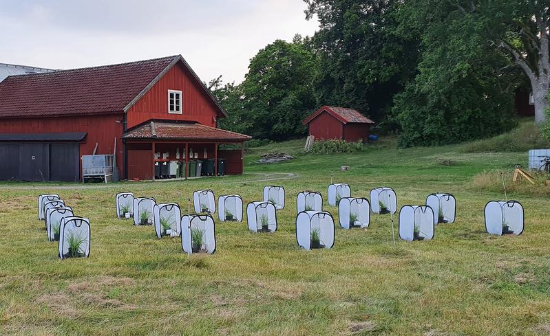 Im Herbst wurden die Raupen in Gehegen an der Forschungsstation Tovetorp der Universität Stockholm aufgezogen.