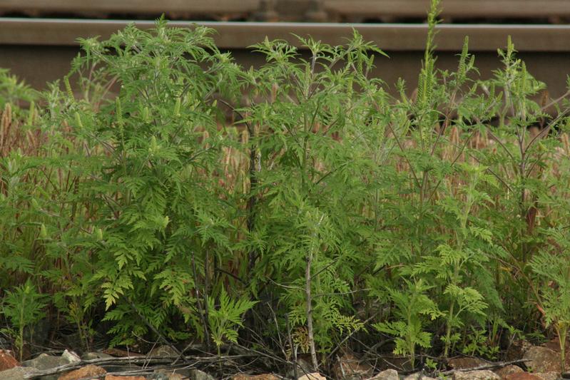 Das Ragweed stammt aus Nordamerika und breitet sich in den letzten Jahrzehnten immer weiter entlang von Straßen und Eisenbahnen aus. Mit seinen allergenen Pollen verlängert es die Heuschnupfensaison bis in den Herbst.