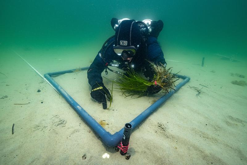 Im Rahmen des SeaStore-Projekts pflanzt ein Taucher Seegras in einer bestimmten Dichte (Gelting, Schleswig-Holstein).
