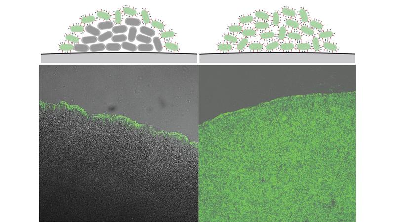 Y. enterocolitica schaltet das T3SS (grün) bei hoher Dichte ab (Zentrum der Kolonie links) – fehlt dieser Mechanismus, sind alle Bakterien T3SS-aktiv (rechts). (Bild: Andreas Diepold, KIT)