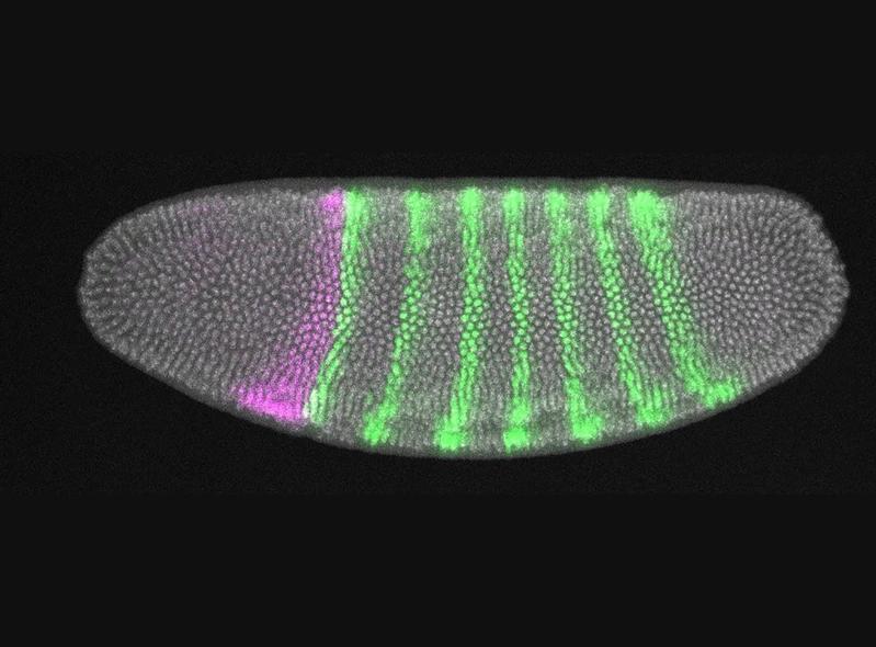 Embryo of the fruit fly. The activity of two genes is visualized by fluorescence microscopy: Where green and purple colorations meet, the joint activity of the different genes leads to the formation of a head furrow later in development.