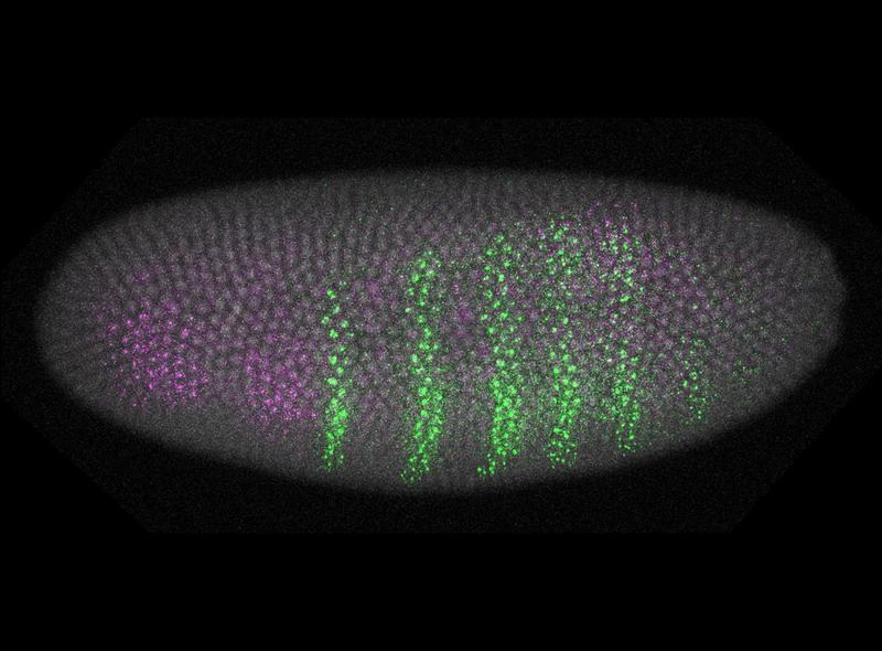 Embryo of the mosquito Chironomus riparius. The activity of two genes is visualized by fluorescence microscopy: Unlike the embryo of the fruit fly, green and purple colorations do not clash; there is no head furrow.