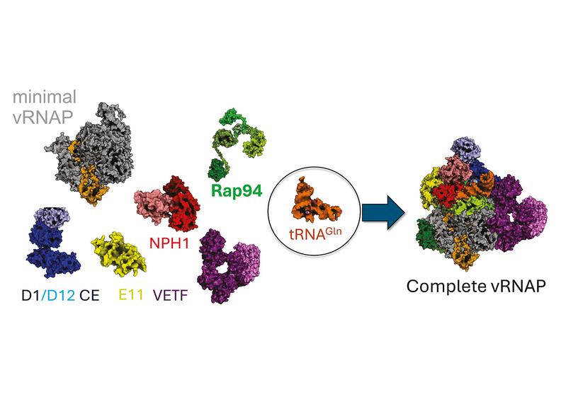 Die tRNA sorgt für den Zusammenhalt der Polymerase und den assoziierten Faktoren; ohne sie würden diese sich nicht von selbst so anordnen. 