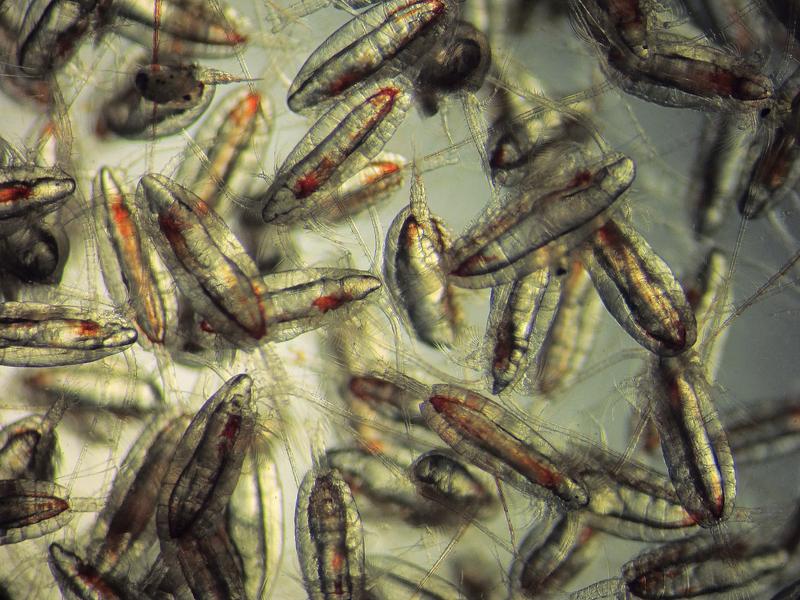 Ruderfußkrebs Calanus finmarchicus