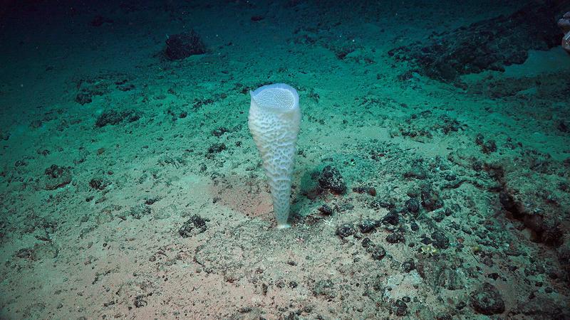Ein Schwamm im westlichen indischen Ozean, aufgenommen mit ROV MARUM-SQUID an Bord der Expedition SO 306. 