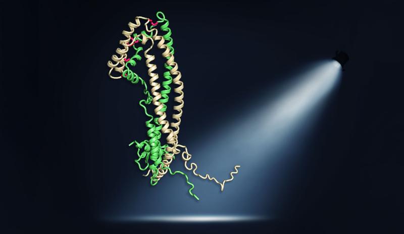 Das Clusterinprotein ist als sogenanntes Bändermodell dargestellt. Die flexiblen Peptidketten haben eine wichtige Schutzfunktion, die in dieser Veröffentlichung erstmals gezeigt werden konnte.