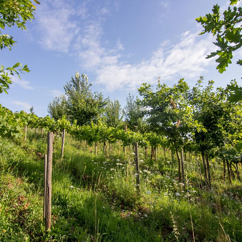 Der gleichzeitige Anbau von Weinreben und Bäumen in sogenannten Vitiforstsystemen kann die Wasserversorgung und Nährstoffverfügbarkeit für die Reben deutlich verbessern – ohne Qualitätsveränderungen beim Wein. 
